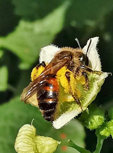 Andrena florea